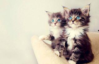 爱吃的小猫被爆料视频是真的吗,爱吃小猫爆料视频真实性揭秘 第2张 爱吃的小猫被爆料视频是真的吗,爱吃小猫爆料视频真实性揭秘 第2张