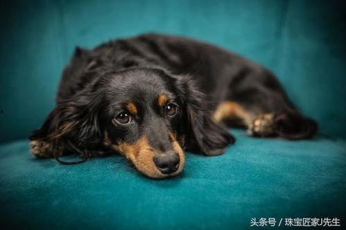 雪可爱爆料陈死狗视频下载,下载背后的真相与争议  第1张